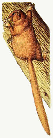 Trevel
