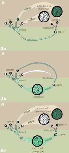 Three forms of biological life cycles (succession of all the forms or generation of a particular organism). From top to bottom: haplontic life cycle, with zygotic meiosis; diplontic life cycle, with gametic meiosis; haplodiplontic life cycle, with sporic meiosis.