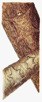Nightglider species