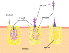 Nematocyst being expelled from a cnidocyte.