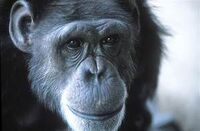 Washoe chimpanzee