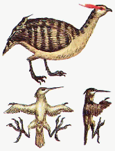 Matriarch tinamou