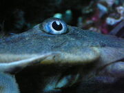 Pleco eye by copperarabian
