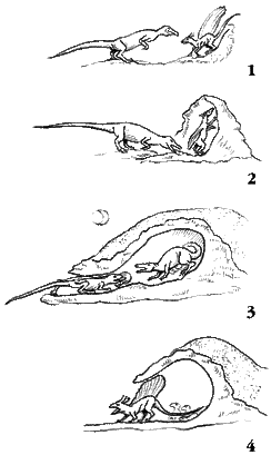 The dingum's complex mating and nesting ritual begins during the wet season. The male begins to build his nest from clay and the half-built nest is used as a display arena while he courts a female (1). After mating the couple continue to build (2). By the dry season, the nest is completed, with the female walled up inside incubating the eggs while the male hunts for food (3). In the next wet season when the eggs have hatched, the male stands guard at a newly enlarged nest entrance while the female hunts (4).