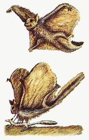Nightglider attacking