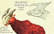 The Helmeted hornhead from the Eurasian coniferous forests.
