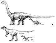 The dwarf species of titanosaurs (a) are only about a fifth of the length of the full-sized . The dwarf megalosaurs (b) are relatively larger, being about one third of the size of the larger species. The meat-eaters are less restricted in the amount of food available as they also prey on seabirds.