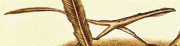 Fin lizard running