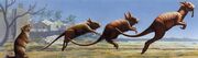Future evolution of rats
