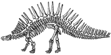 Indian stegosaur