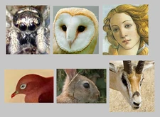 Predators have frontal eyes, preys have lateral eyes.