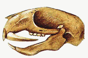 Picktooth skull