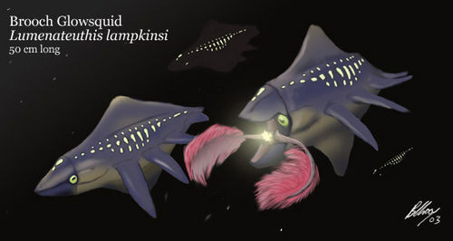 Starsquid1.jpg
