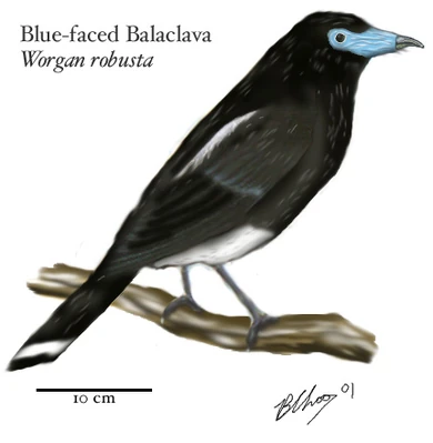 Blue-faced balaclava, Worgan robusta (Eastern Australia)