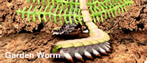 Garden worm