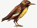 Parops lepidorostrus