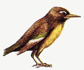 The Parops starling, a common, non-carnivorous starling relative of the broadbeak, also from the Northern Continent coniferous forests.