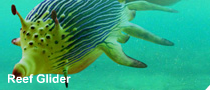 Reef glider, a free-swimming descendant of the sea slug group