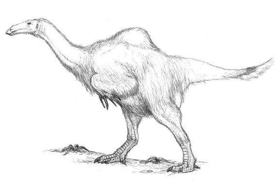 Paraceronychus