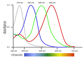 Light absorption in a bird's retina.