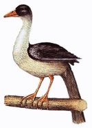 The Tree duck, a semi-aquatic but arboreal plumed whistling duck from the African forest's watery edges.