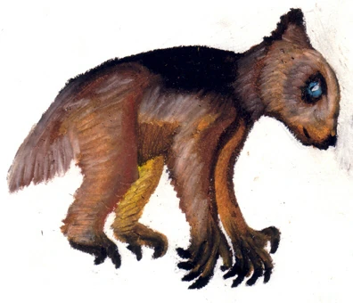 Blackback teddy