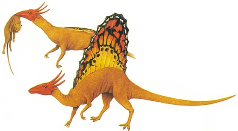 The bright colors of the male dingum's crest and sail warn would-be larger predators of his poisonous nature.