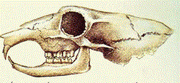 Predator rat skull