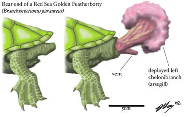 The arsegill array of the Red Sea golden featherbotty, Branchiorectum paraureum