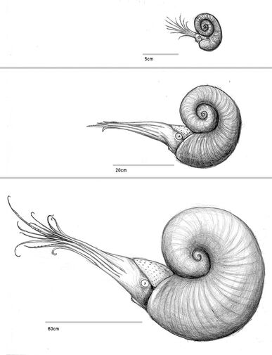 Arctic ammonites