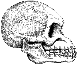 Temperate woodland dweller skull