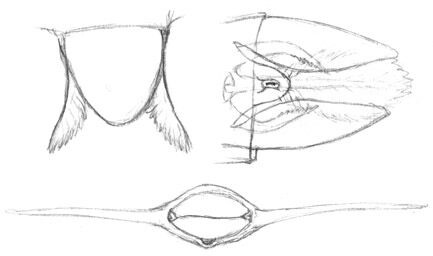 Wingsketch.jpg