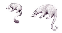 Microtherepossums