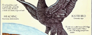 Bootie Bird 2