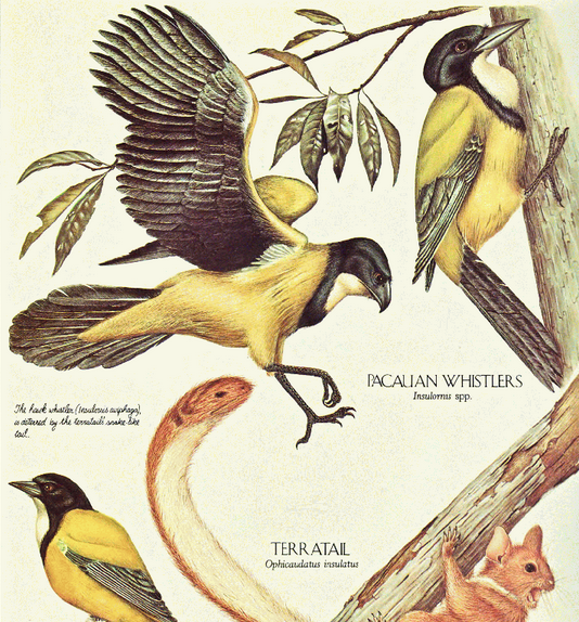 Pacauan Whistler Speculative Evolution Wiki Fandom