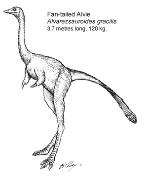 (fig. 3) Fan-tailed alvie, Alvarezsauroides gracilis (Australia)