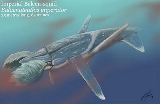 Imperial baleen-squid.jpg