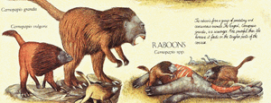 Raboon species