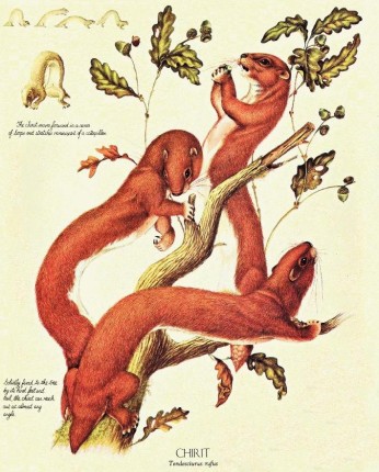 Chirit Speculative Evolution Wiki Fandom