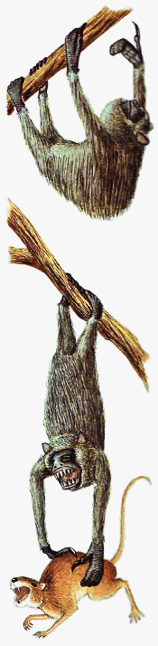Flightless shalloth