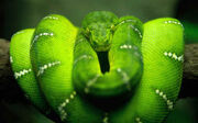The Serpent
