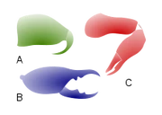 Three types of chelicerae: jackknife (A), scissor (B), three-segmented chela (C)