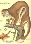 The Flunkey, also known as the gliding monkey, from the African canopy.