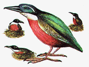 The Giant pitta, a species of pitta from the African forest floor where singular males controls groups of females.