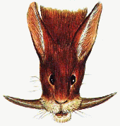 Picktooth head