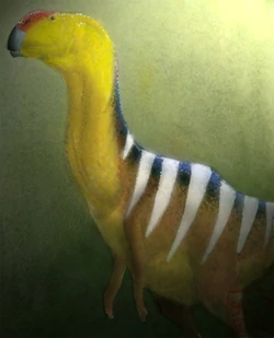 (Fig. 10) Rummy-nosed hypsie, Nanorbis fasciata (Madagascar)