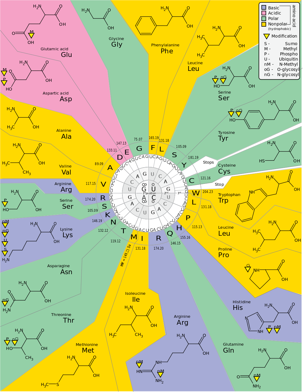 Tela - Wikipedia