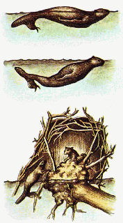 Beavers water
