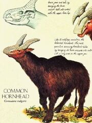 Common hornhead