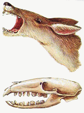 Khilla head skull